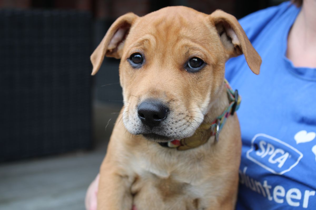 Gallery image: Gravy