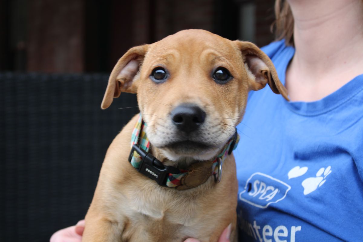 Gallery image: Gravy