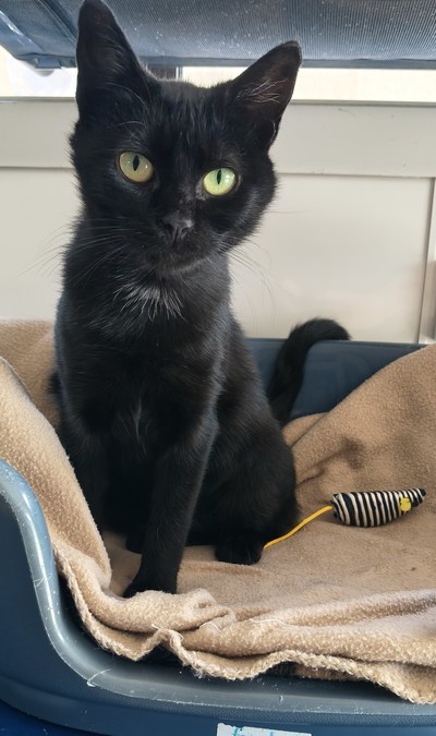 Rosie - Domestic Short Hair