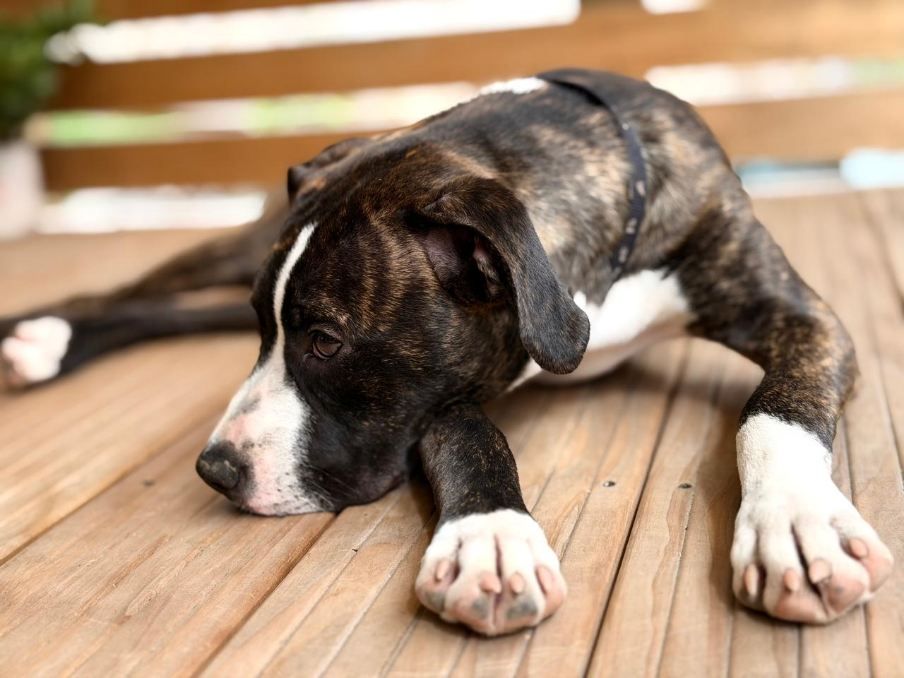 Gallery image: Mellow