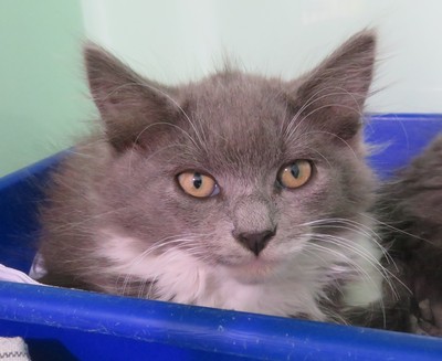 Coral - Domestic Medium Hair