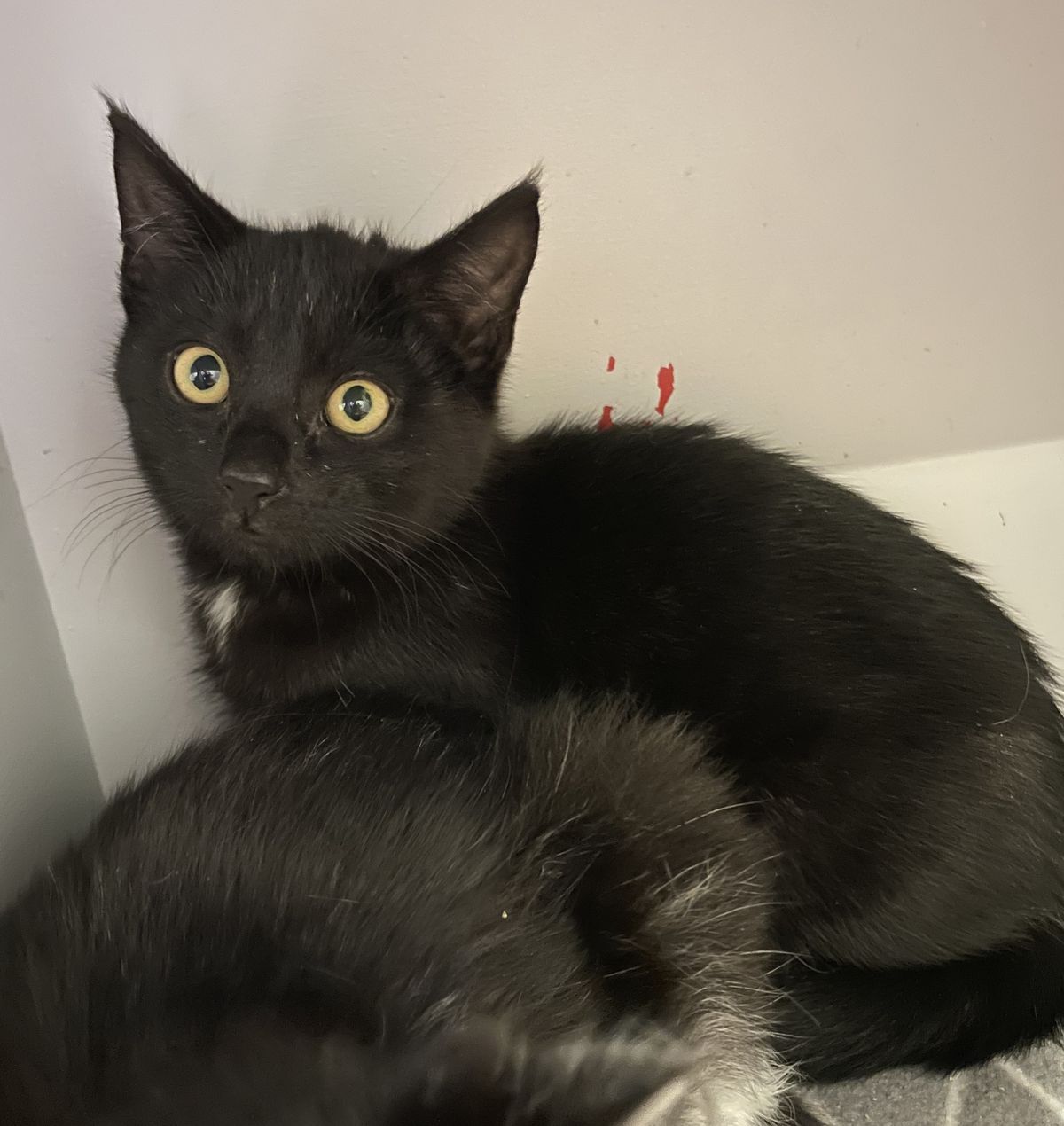 Gallery image: Bruno