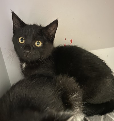 Bruno - Domestic Medium Hair