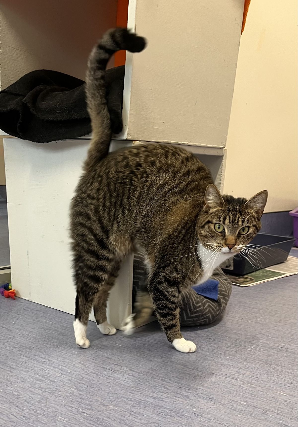 Gallery image: Pidan