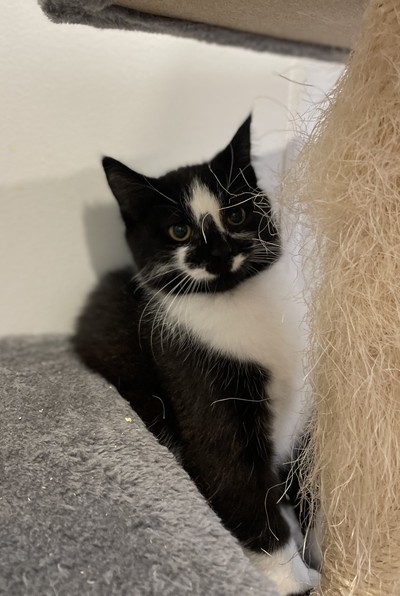 Babette - Domestic Medium Hair