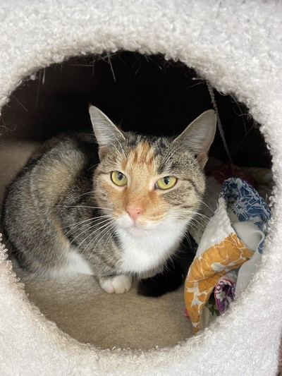 Queen Daphne - Domestic Short Hair