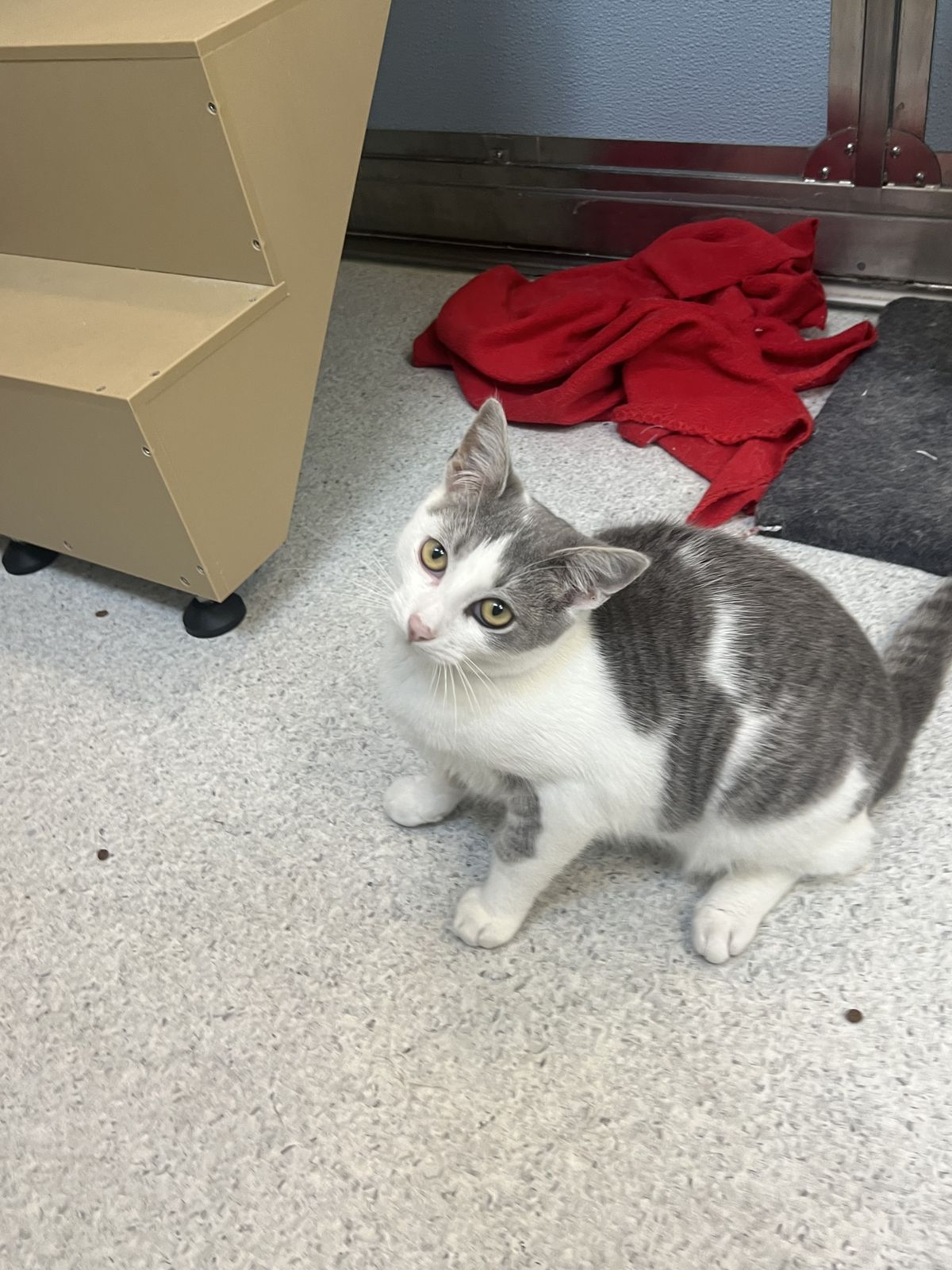 Gallery image: Smokey