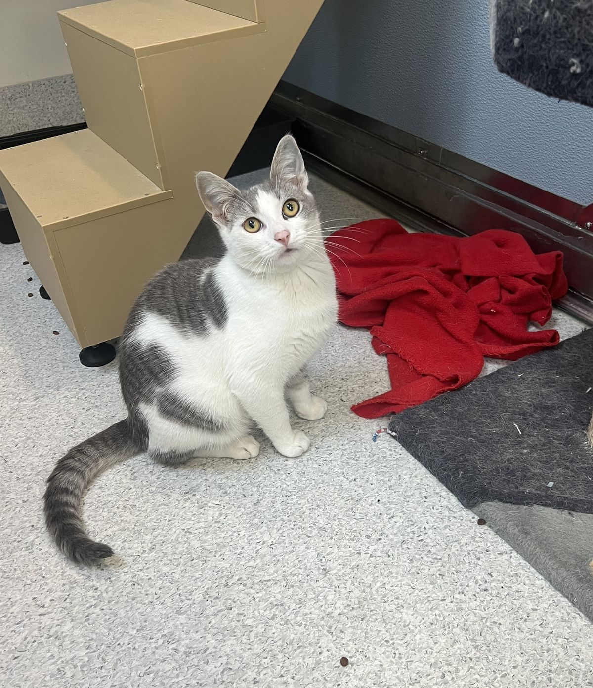 Gallery image: Smokey