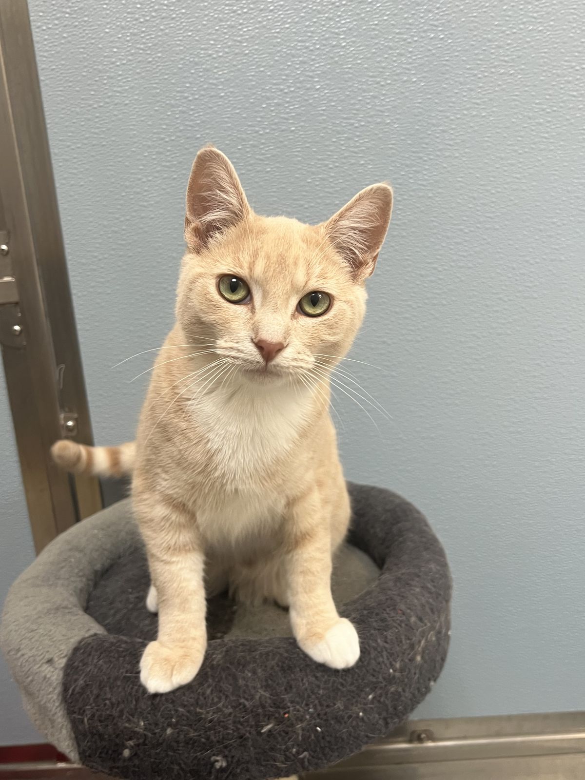 Gallery image: Siren