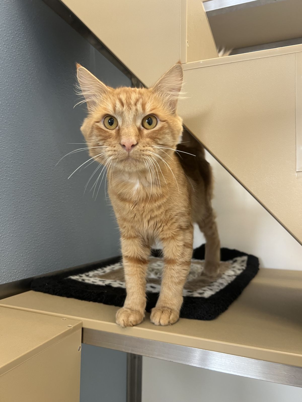 Gallery image: Clifford