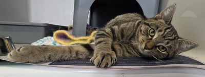 Grumpy Gary - Domestic Short Hair