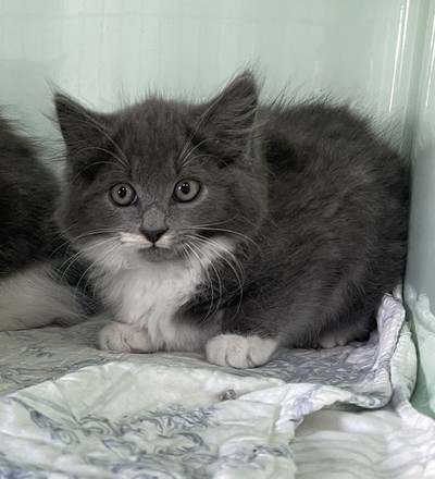 Reef - Domestic Medium Hair