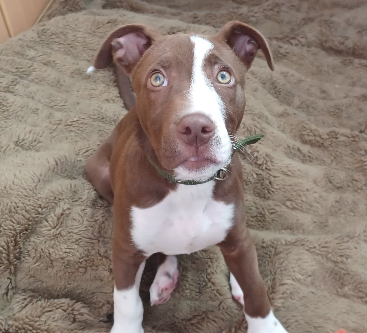 Gallery image: Bruce