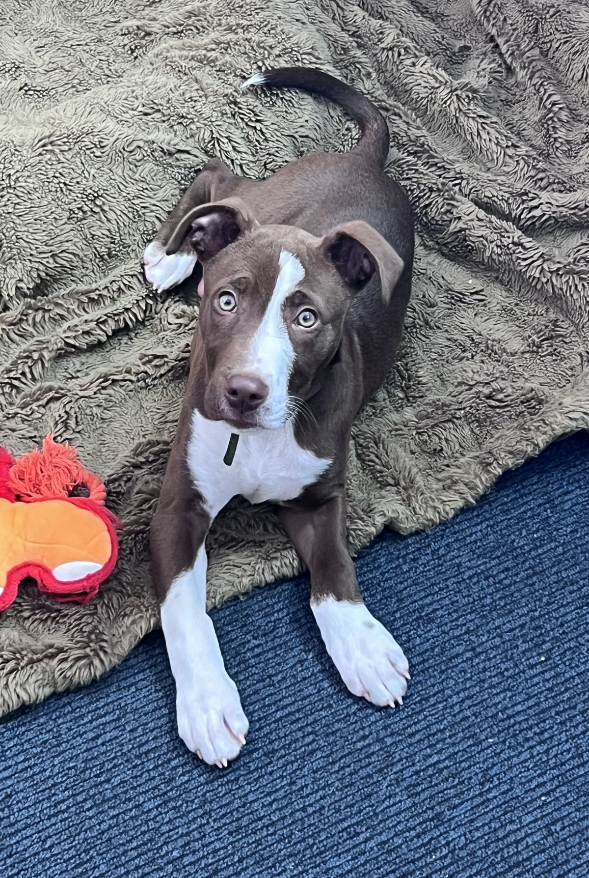 Gallery image: Bruce