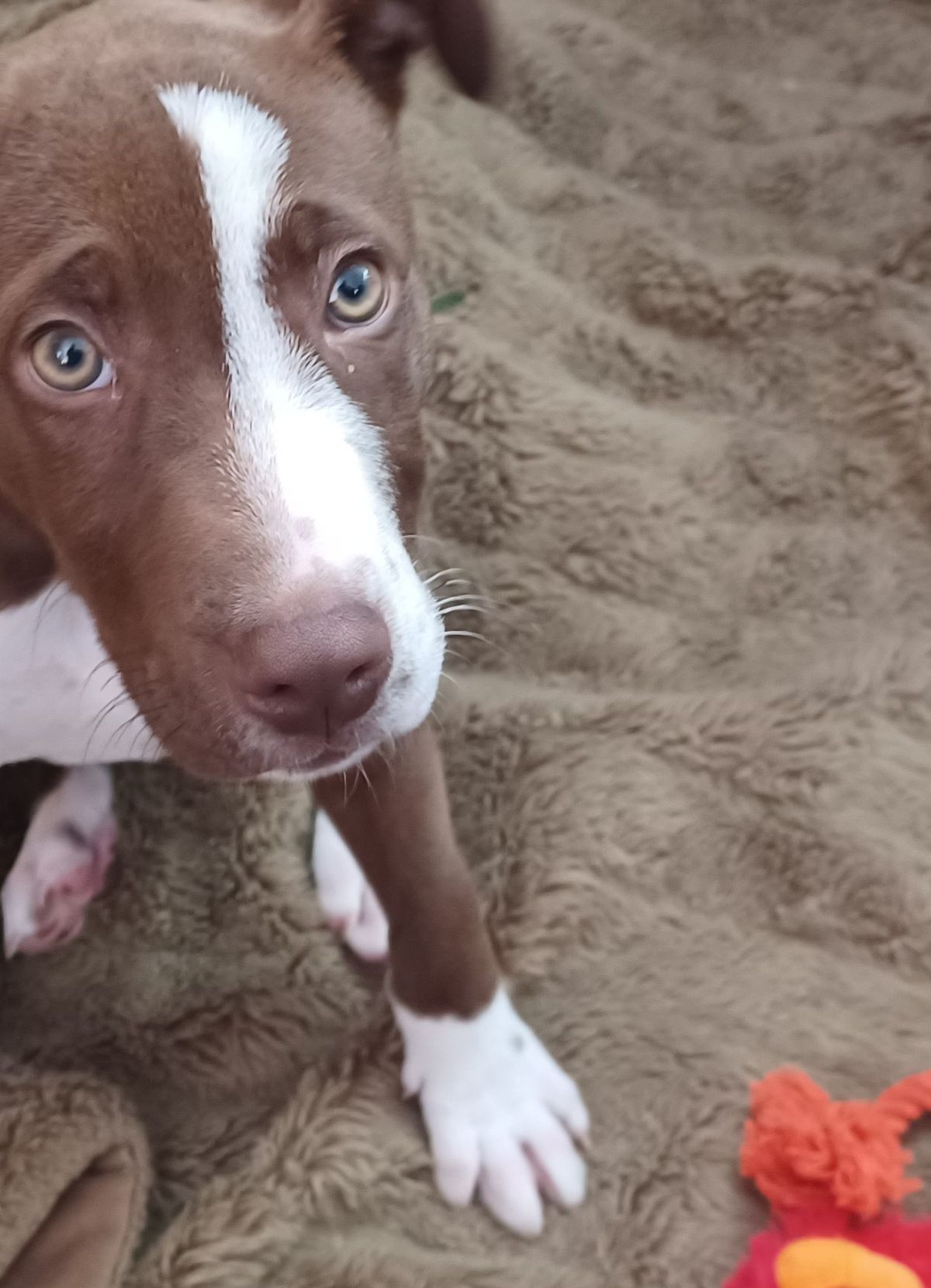 Gallery image: Bruce