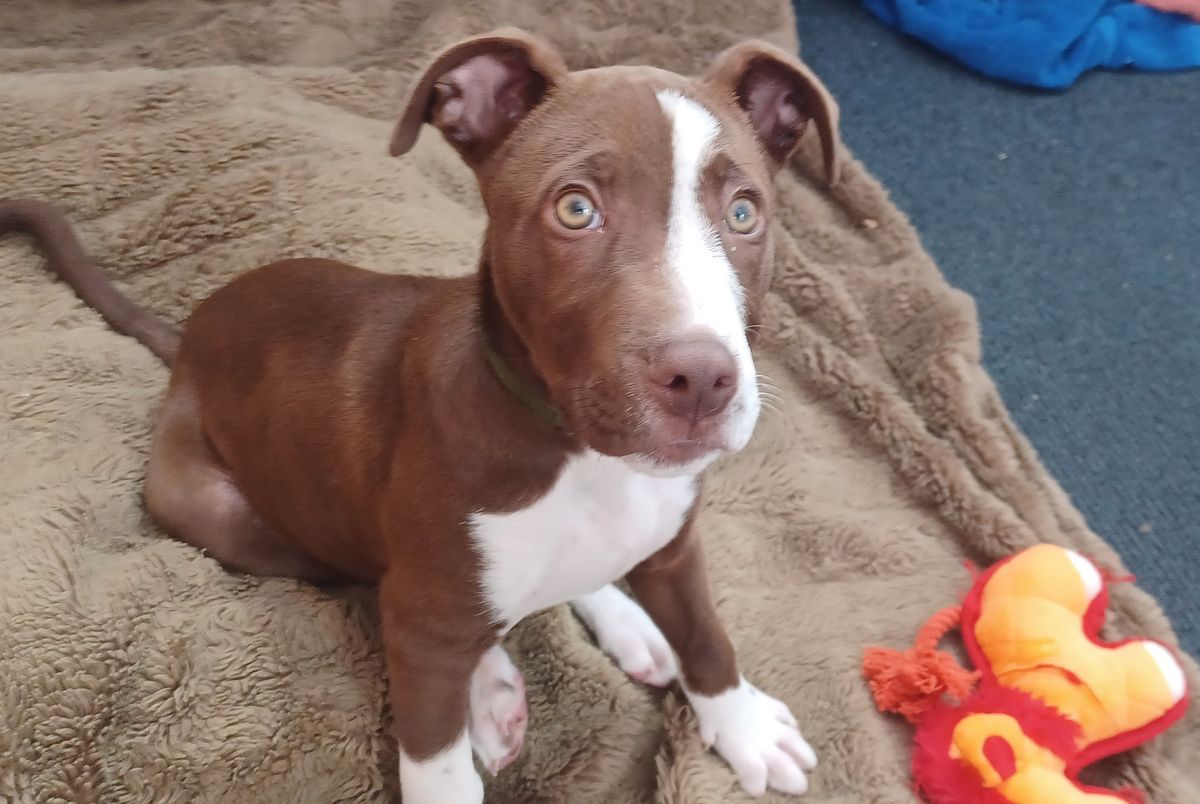 Gallery image: Bruce