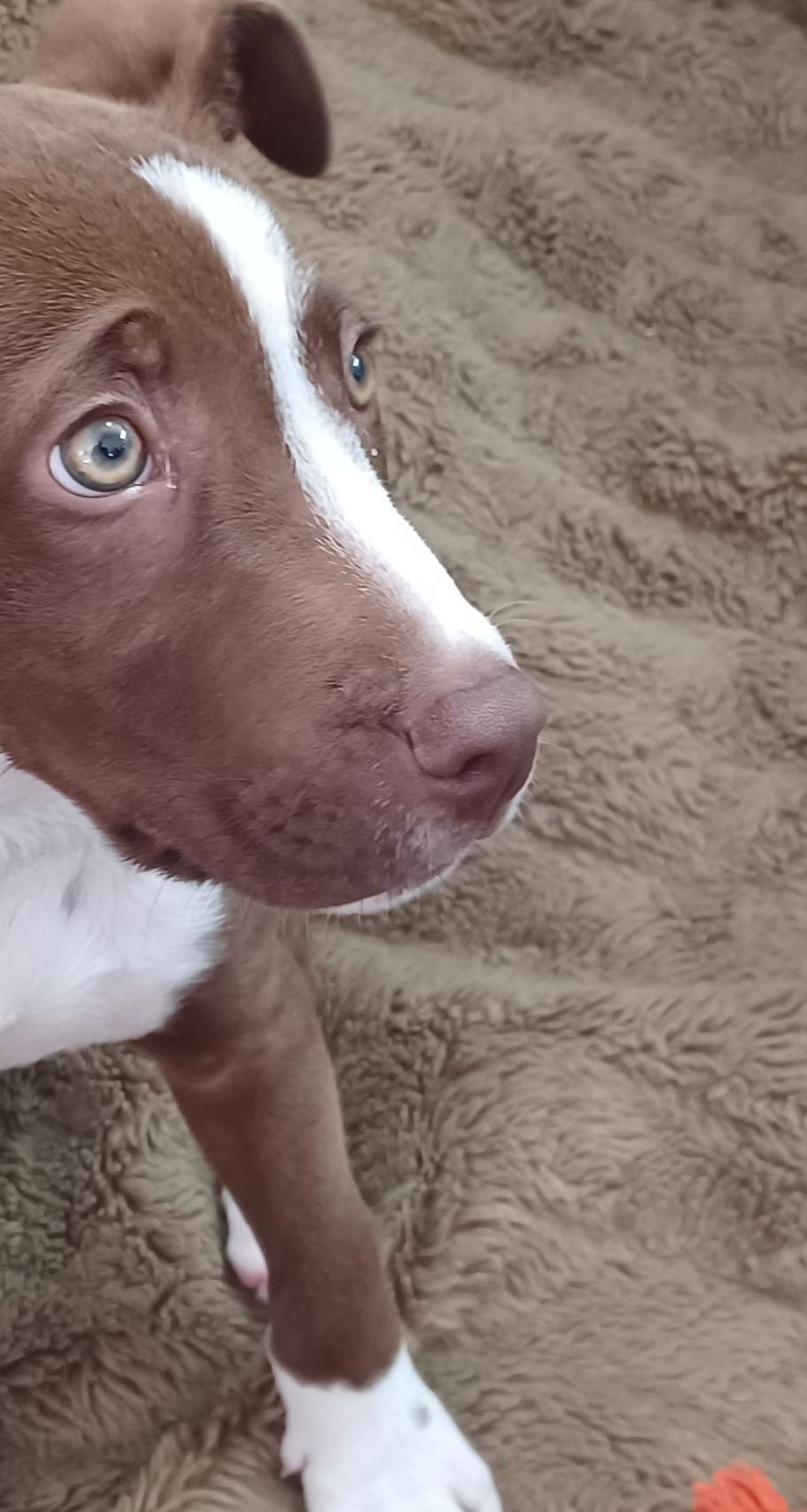 Gallery image: Bruce