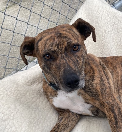 Liberty - Medium Cross Breed