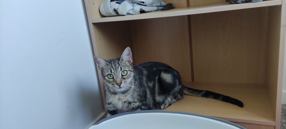 Gallery image: Rosie