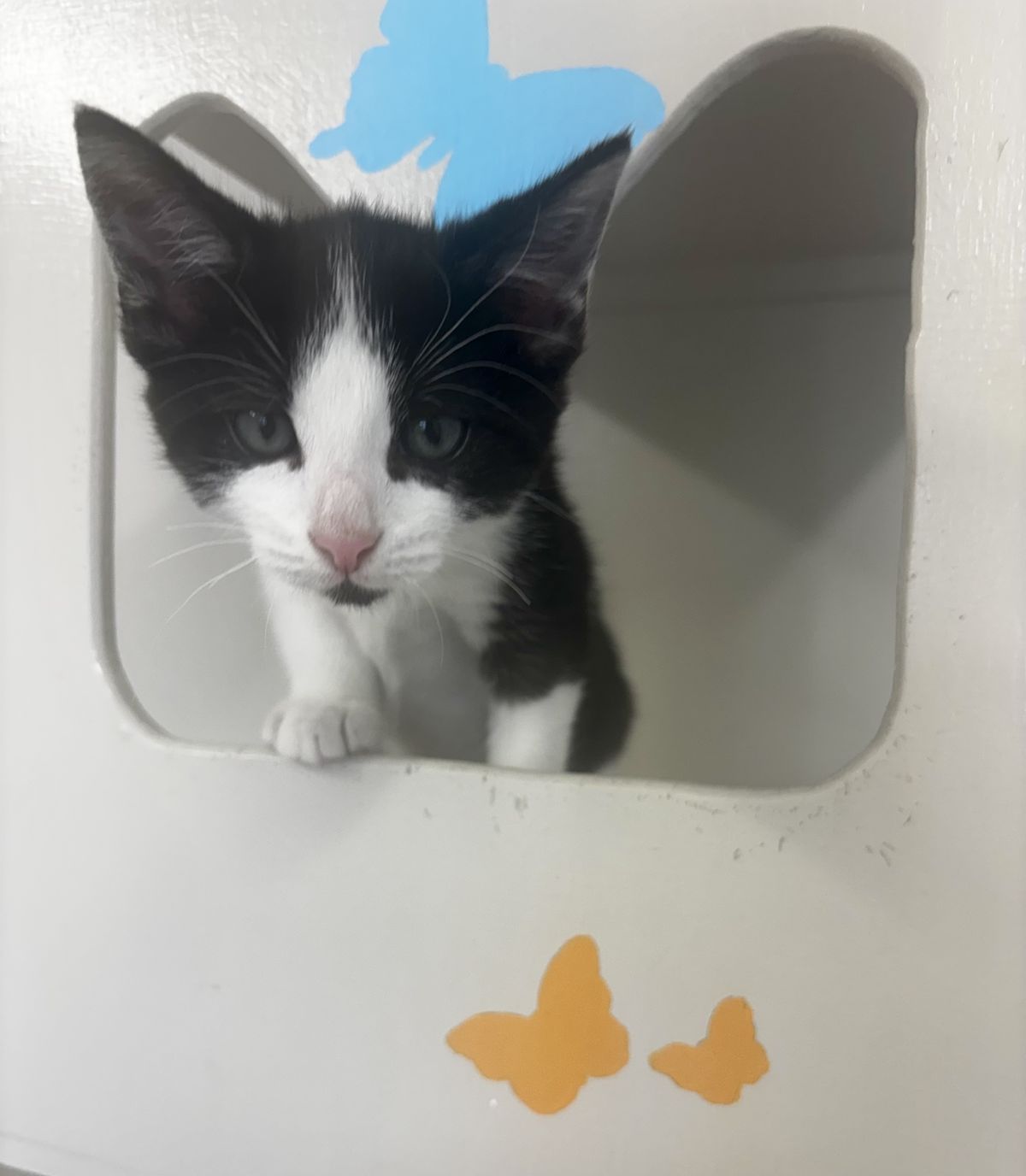 Gallery image: Rocky