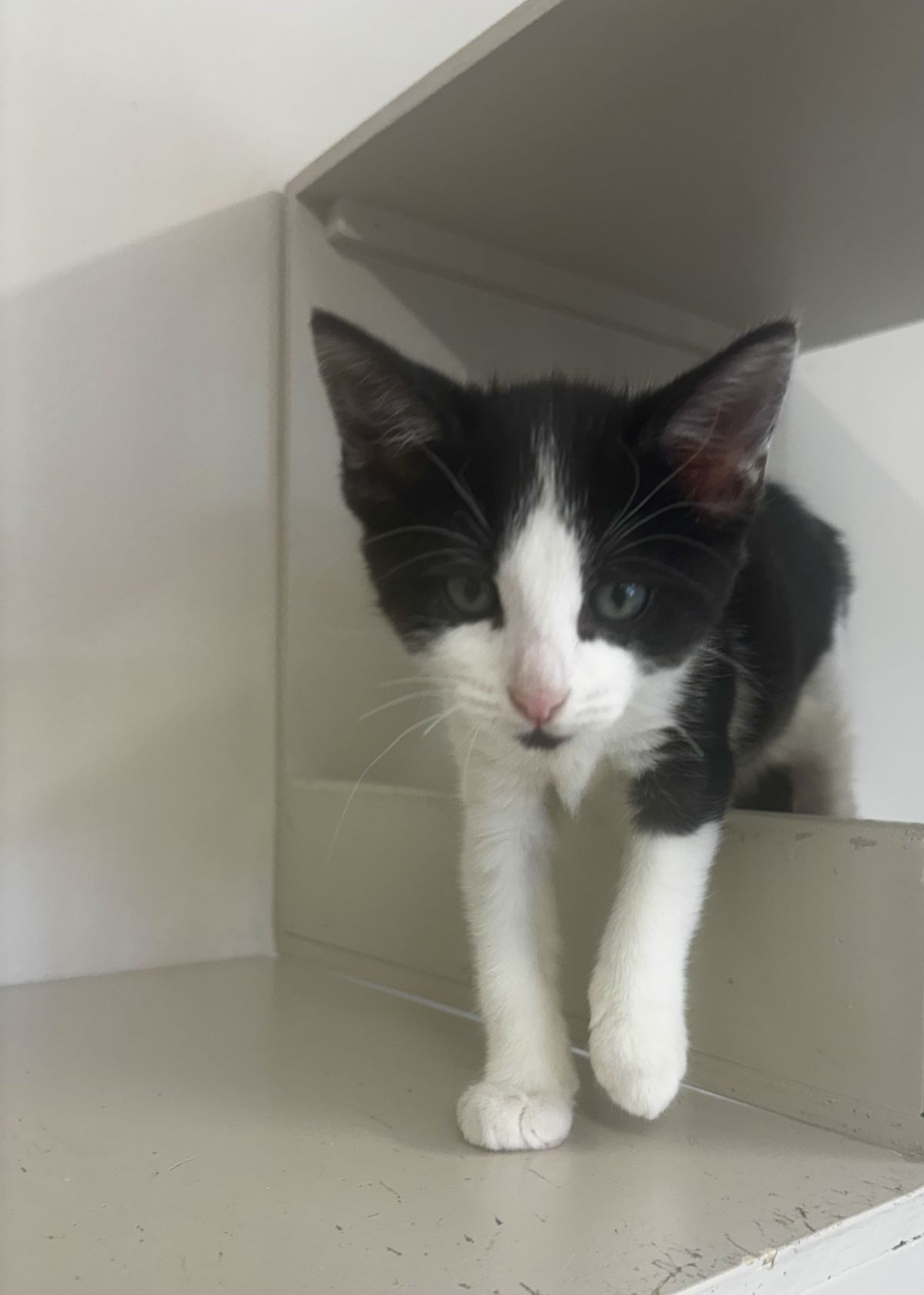 Gallery image: Rocky