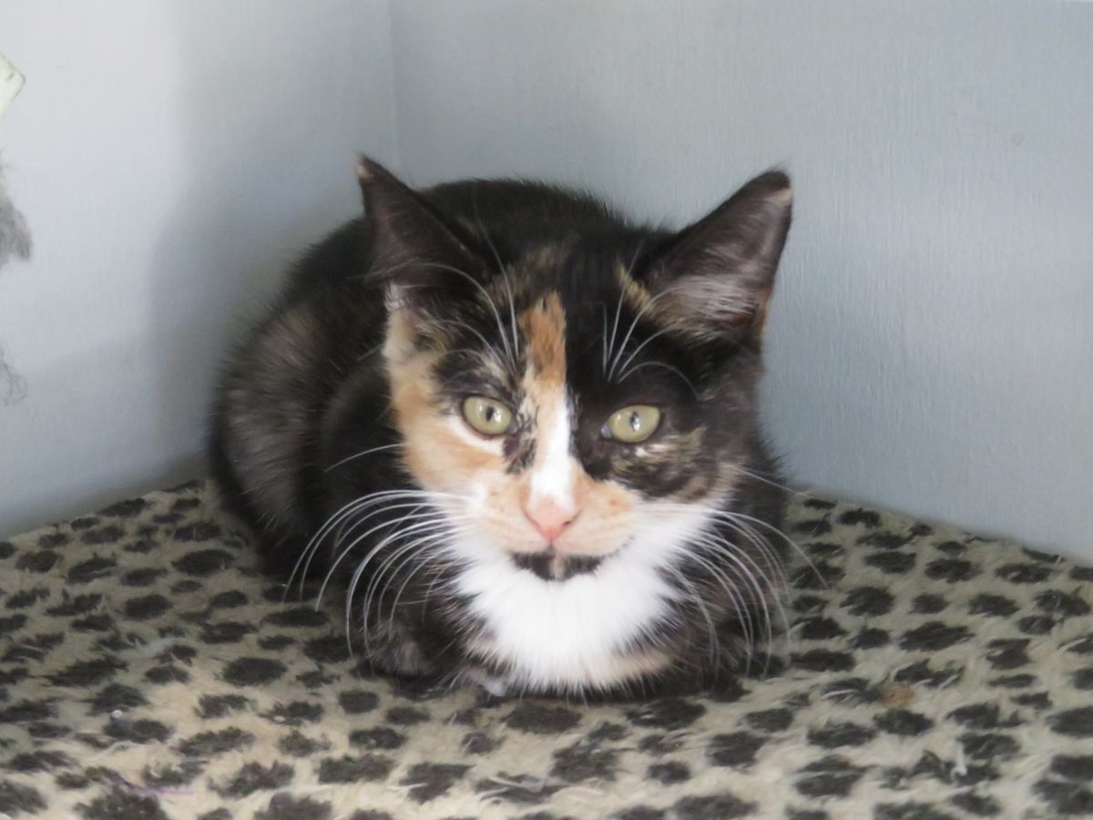 Gallery image: Tiffany