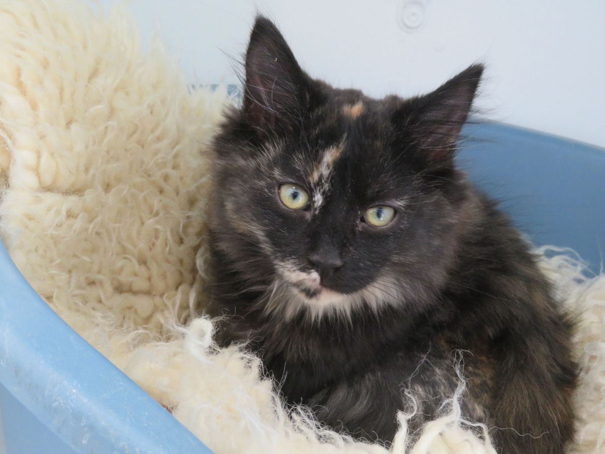 Gallery image: Annabelle