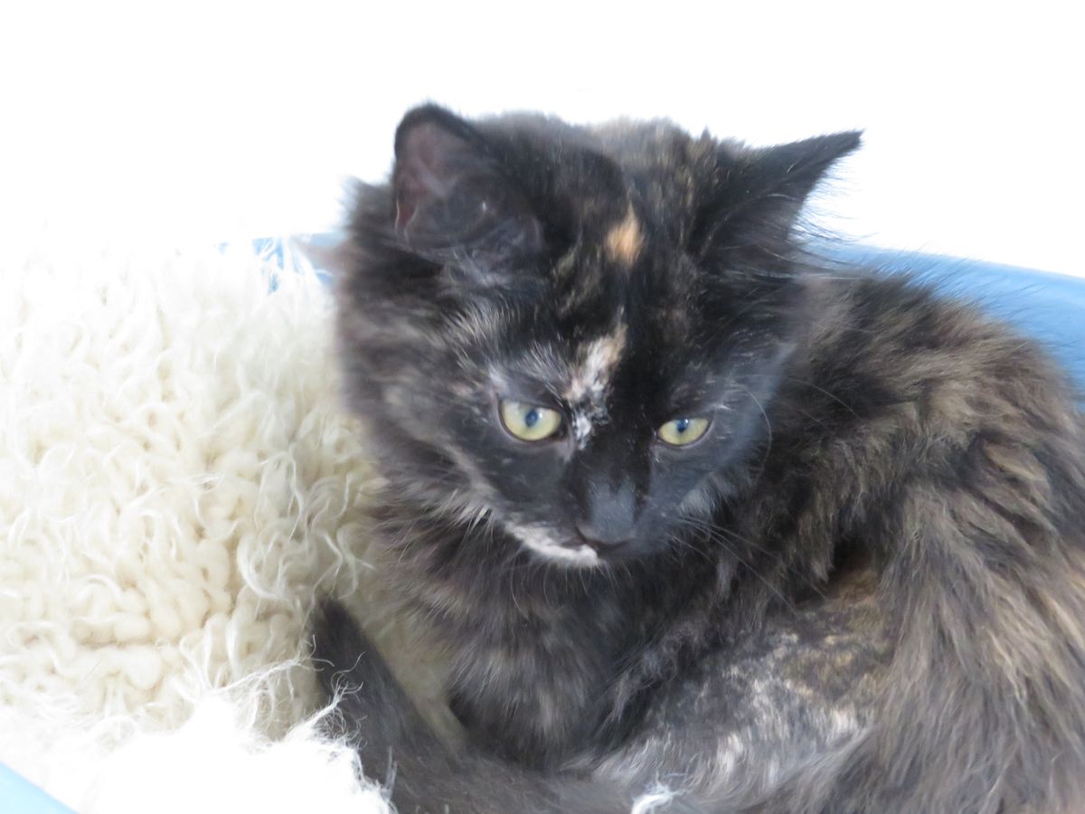 Gallery image: Annabelle