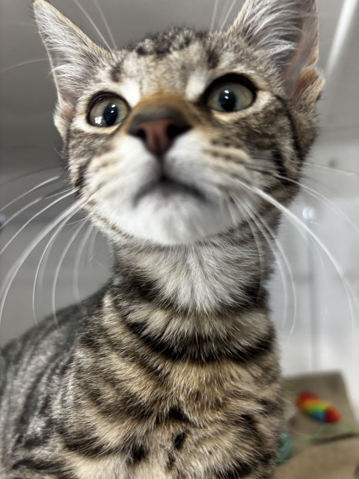 Gallery image: Domino