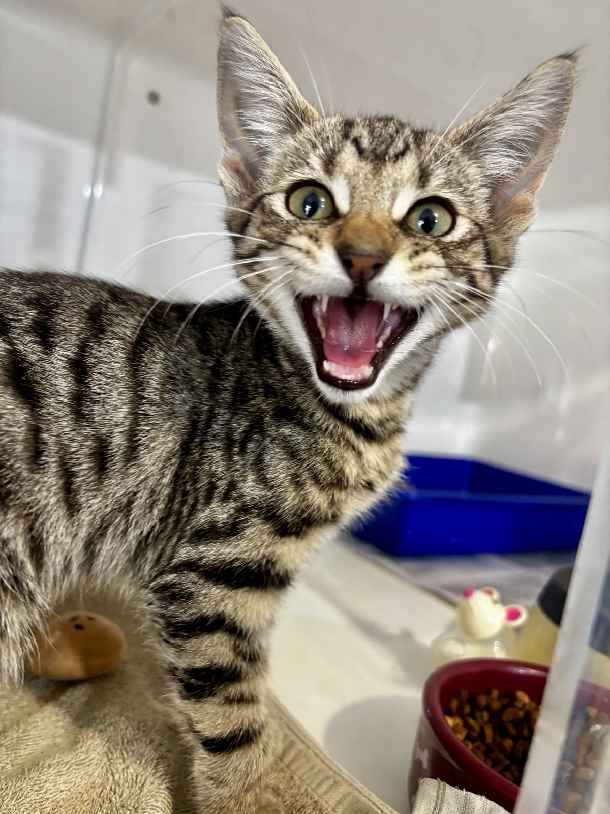 Gallery image: Domino