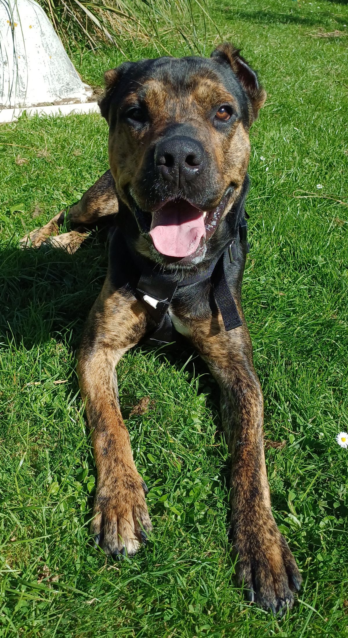 Gallery image: Reggie