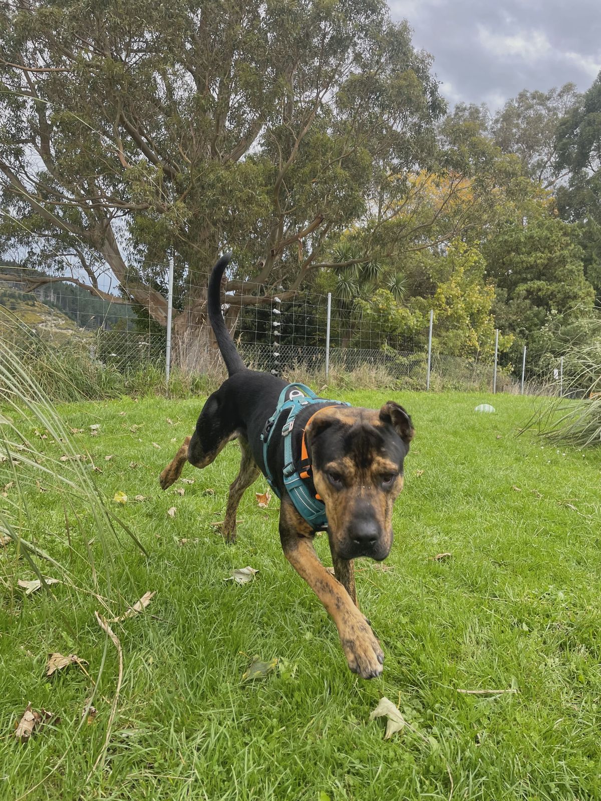 Gallery image: Reggie