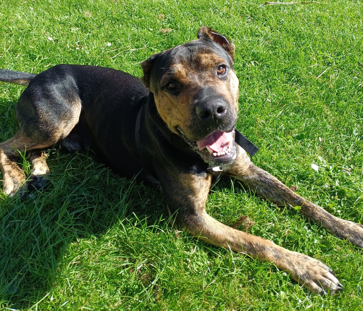 Gallery image: Reggie