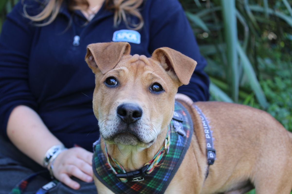 Gallery image: Gravy