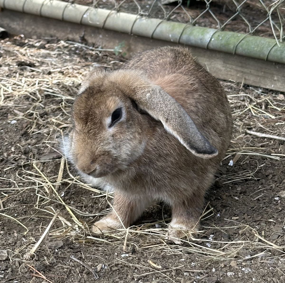 Gallery image: Koala