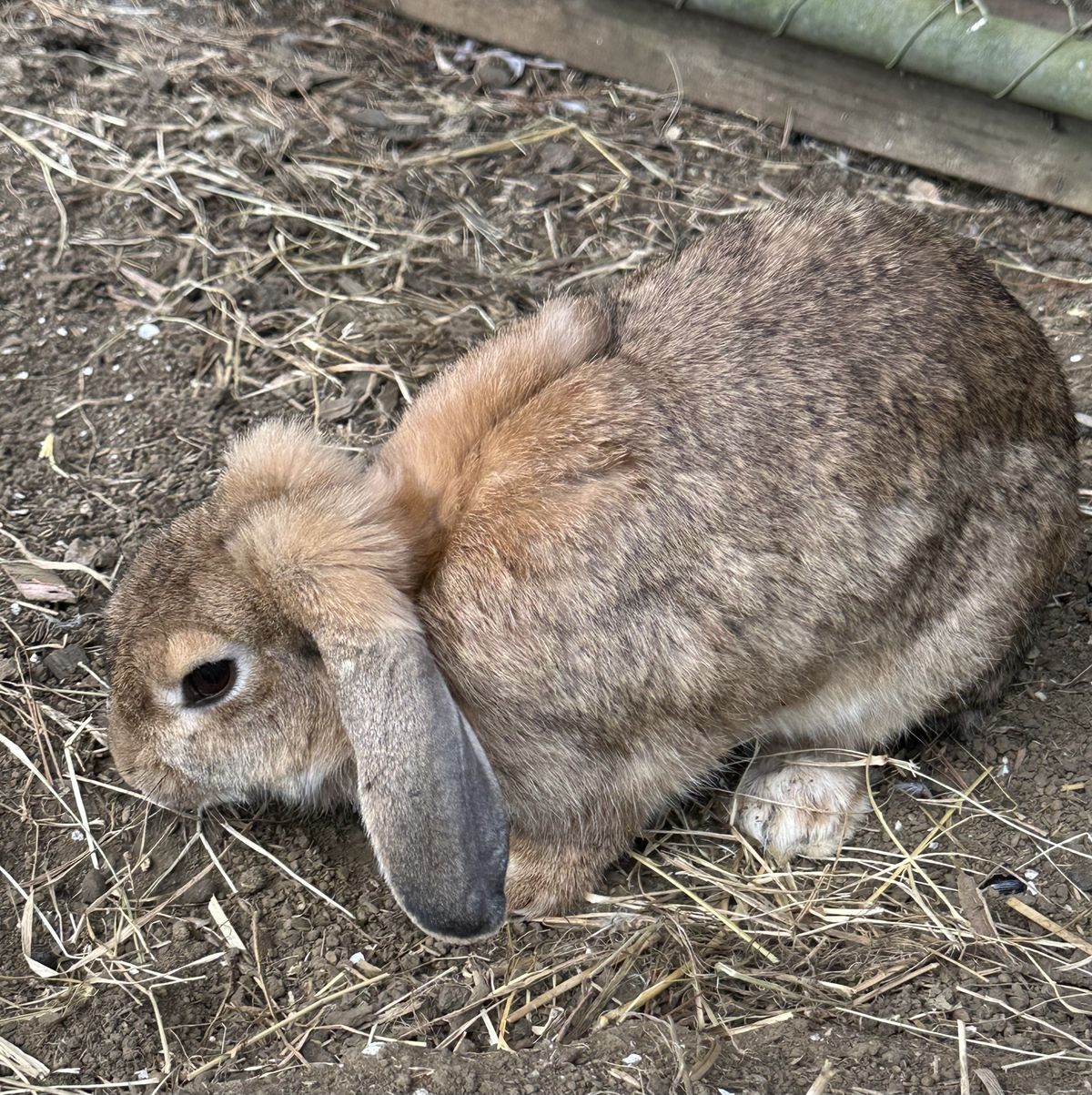 Gallery image: Koala