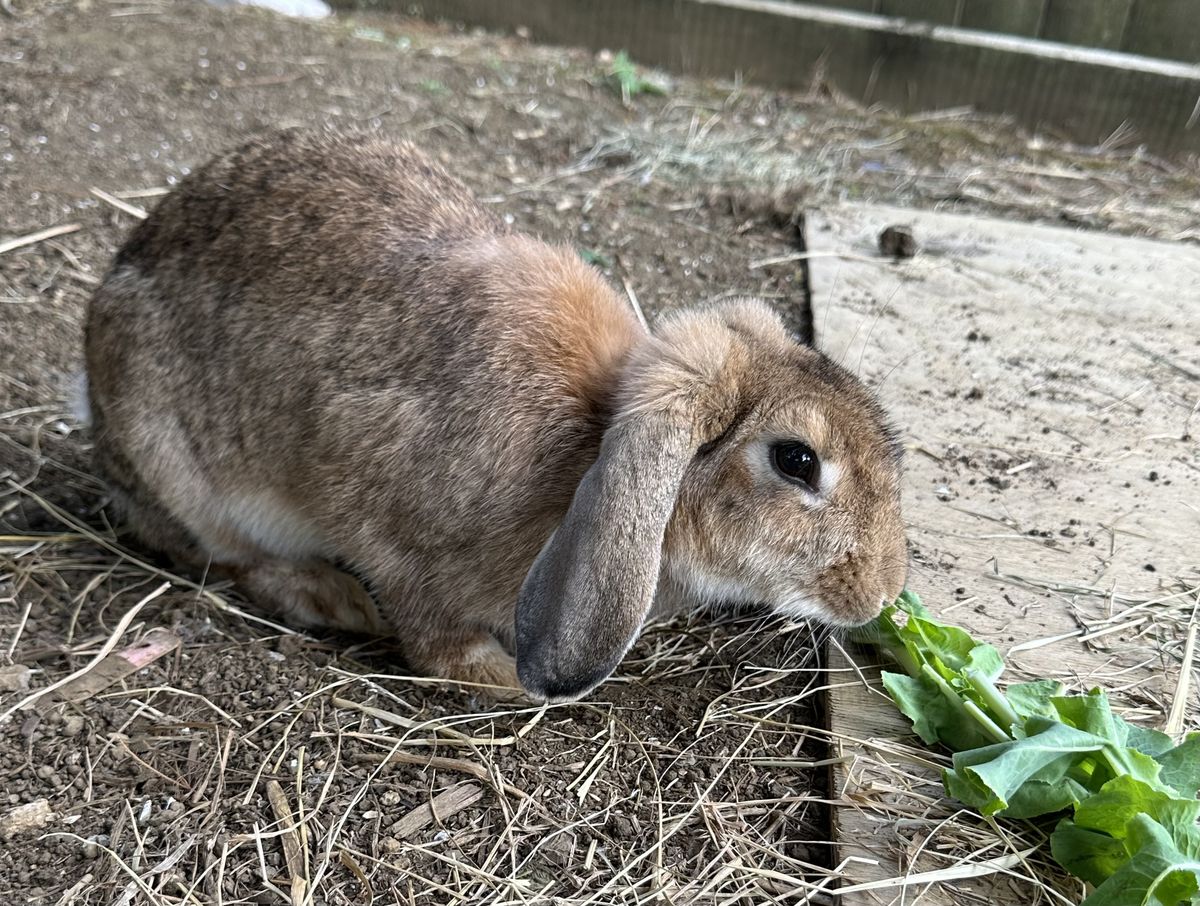 Gallery image: Koala