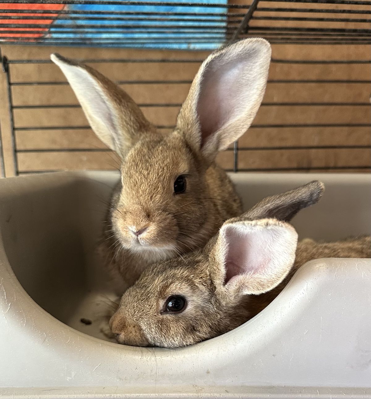 Gallery image: Dandelion