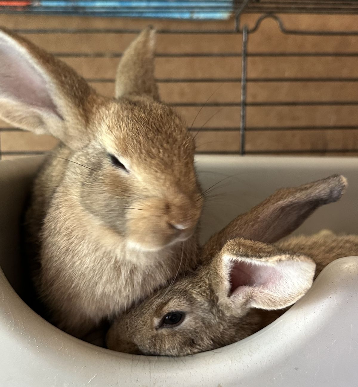 Gallery image: Dandelion