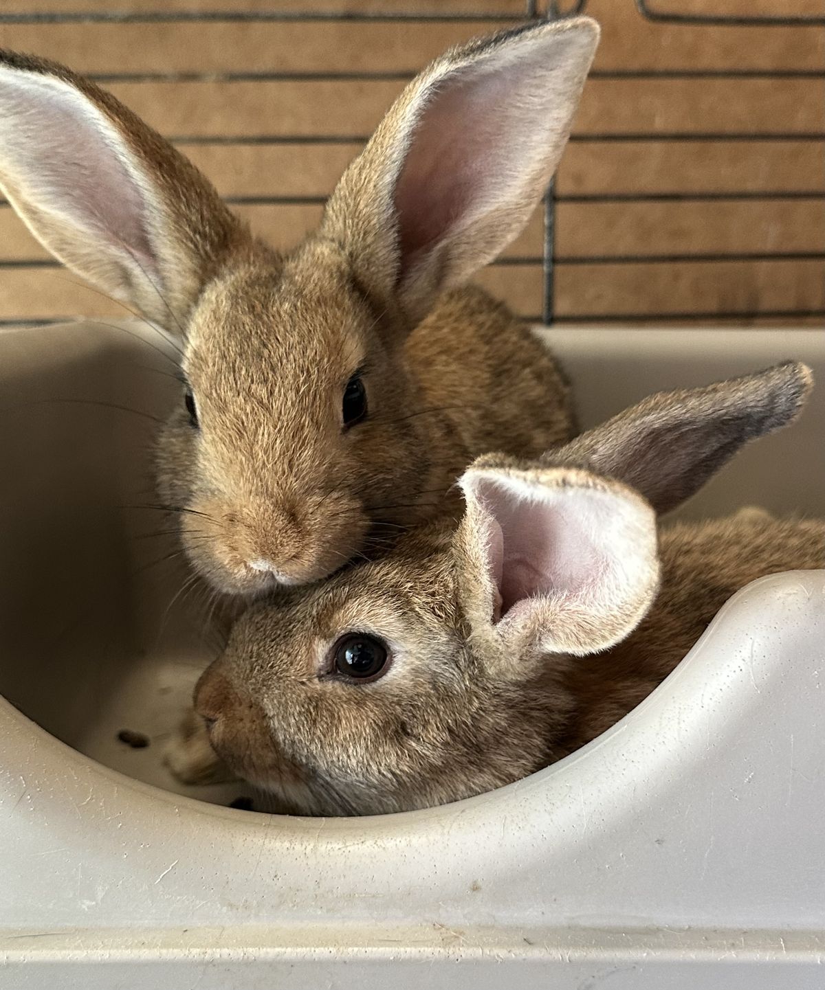 Gallery image: Dandelion