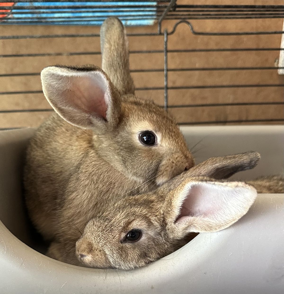 Gallery image: Clover