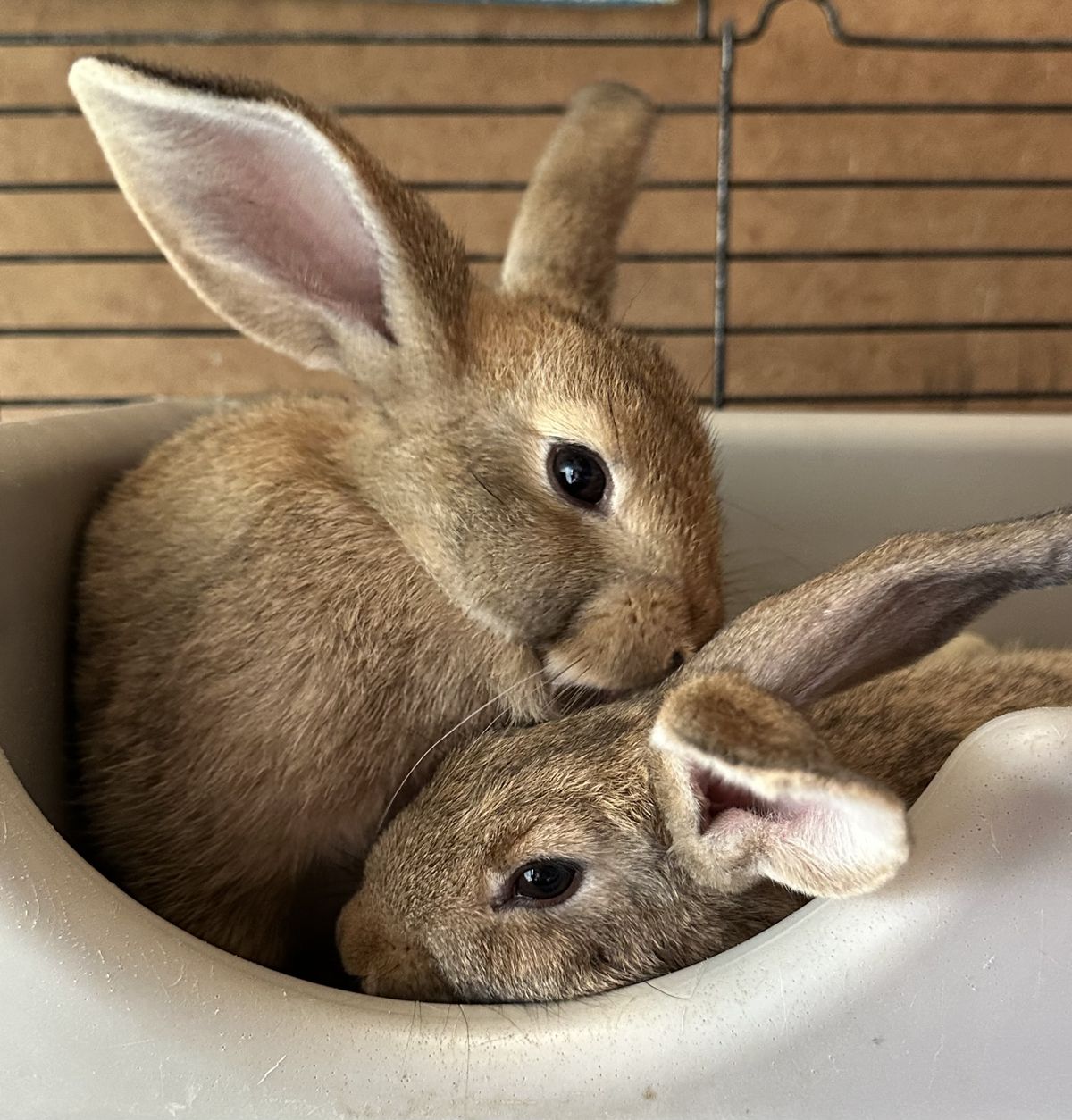 Gallery image: Clover