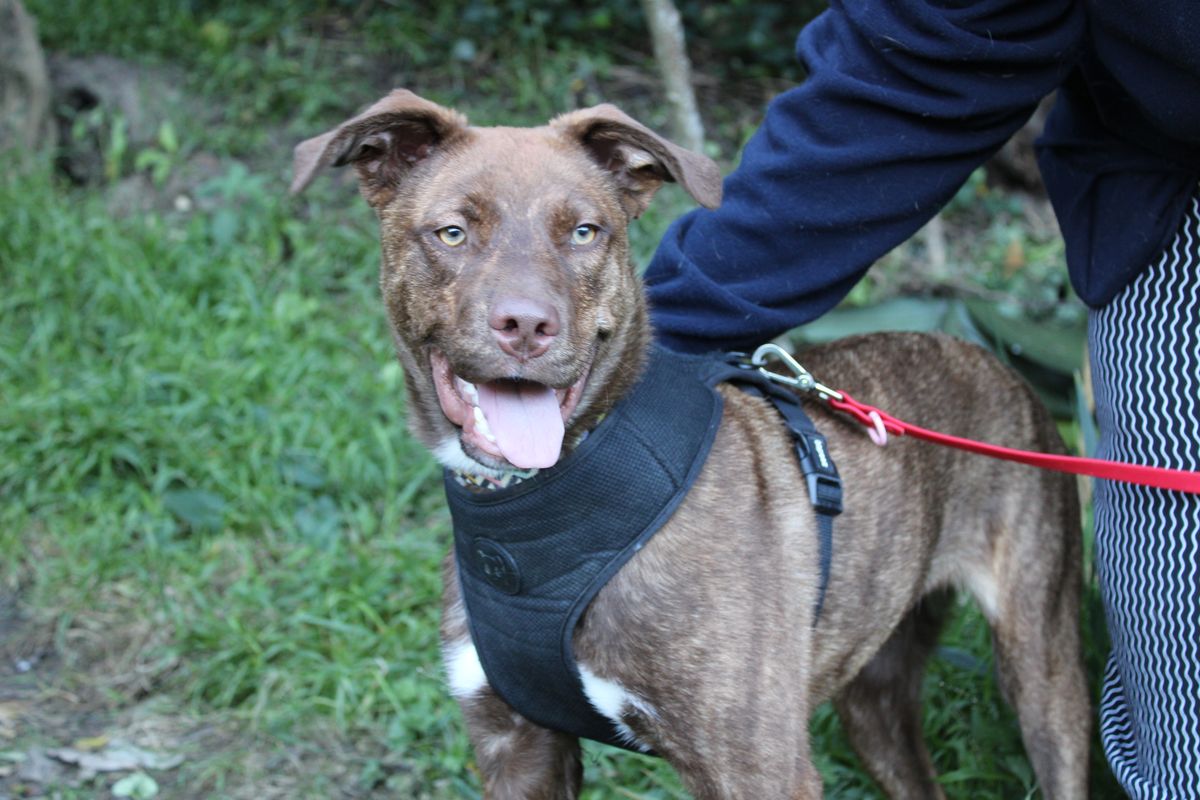 Gallery image: Ringo 