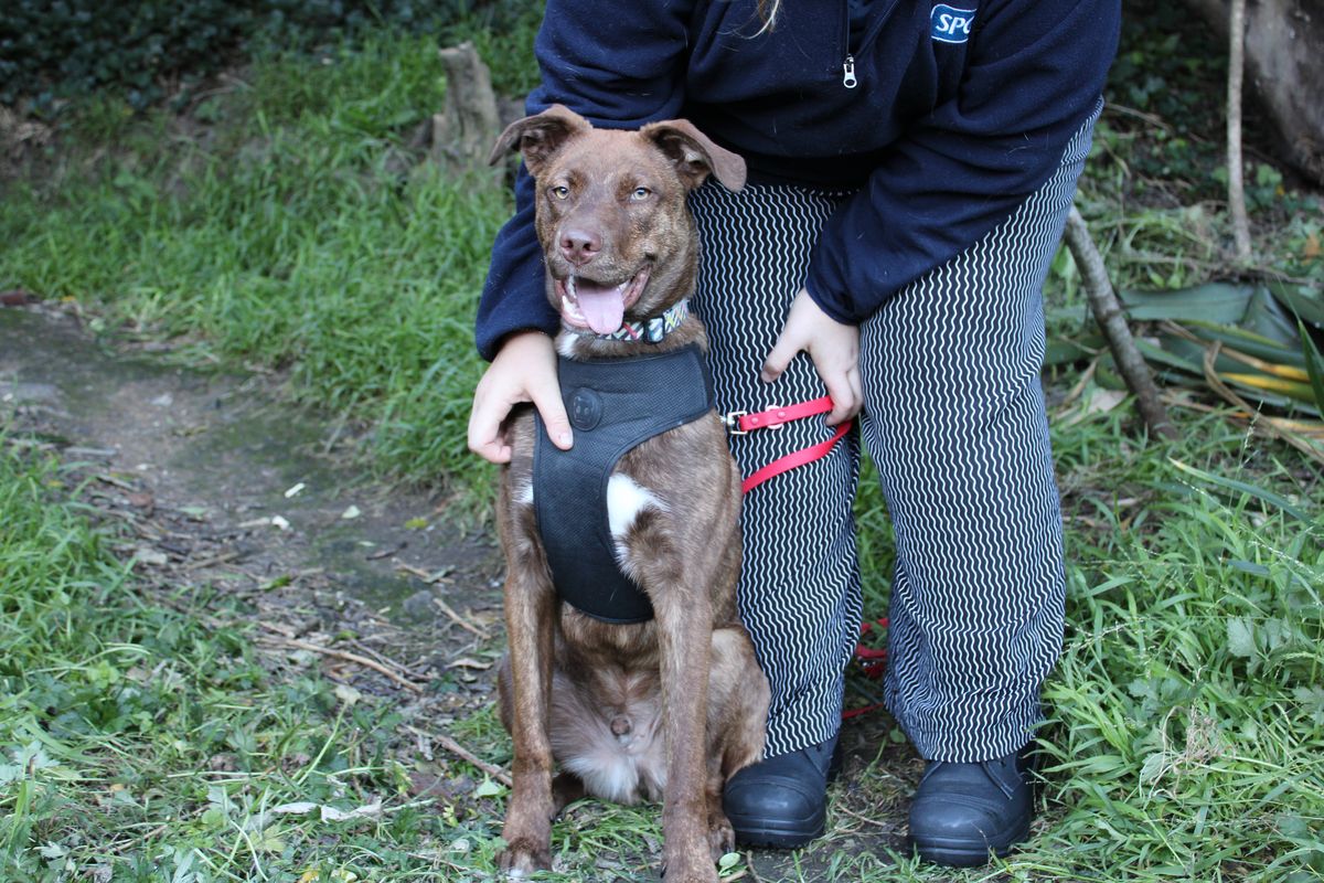 Gallery image: Ringo 