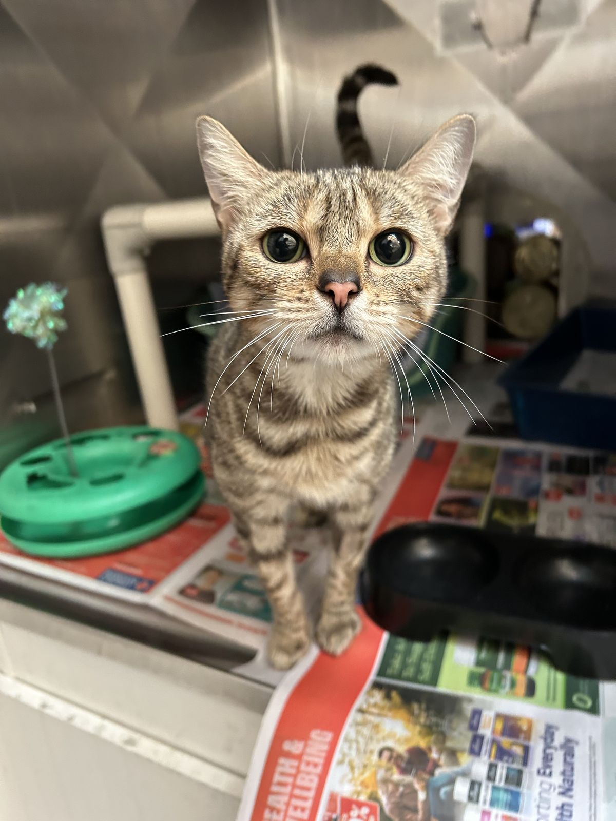 Gallery image: Rosalia