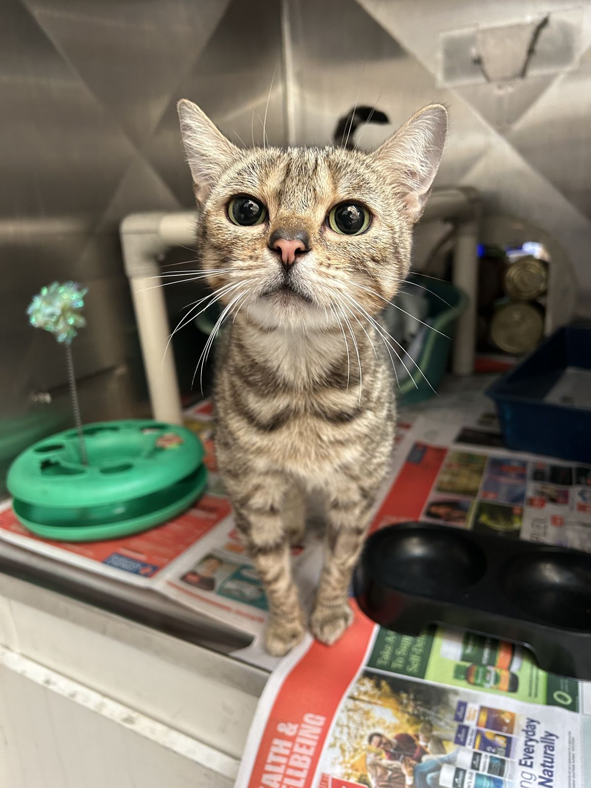 Gallery image: Rosalia