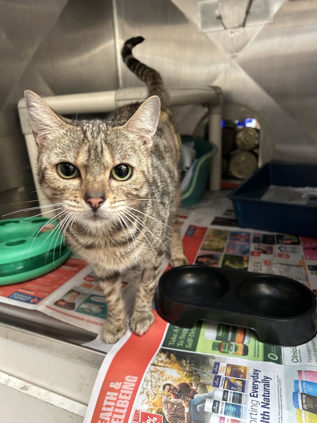 Gallery image: Rosalia