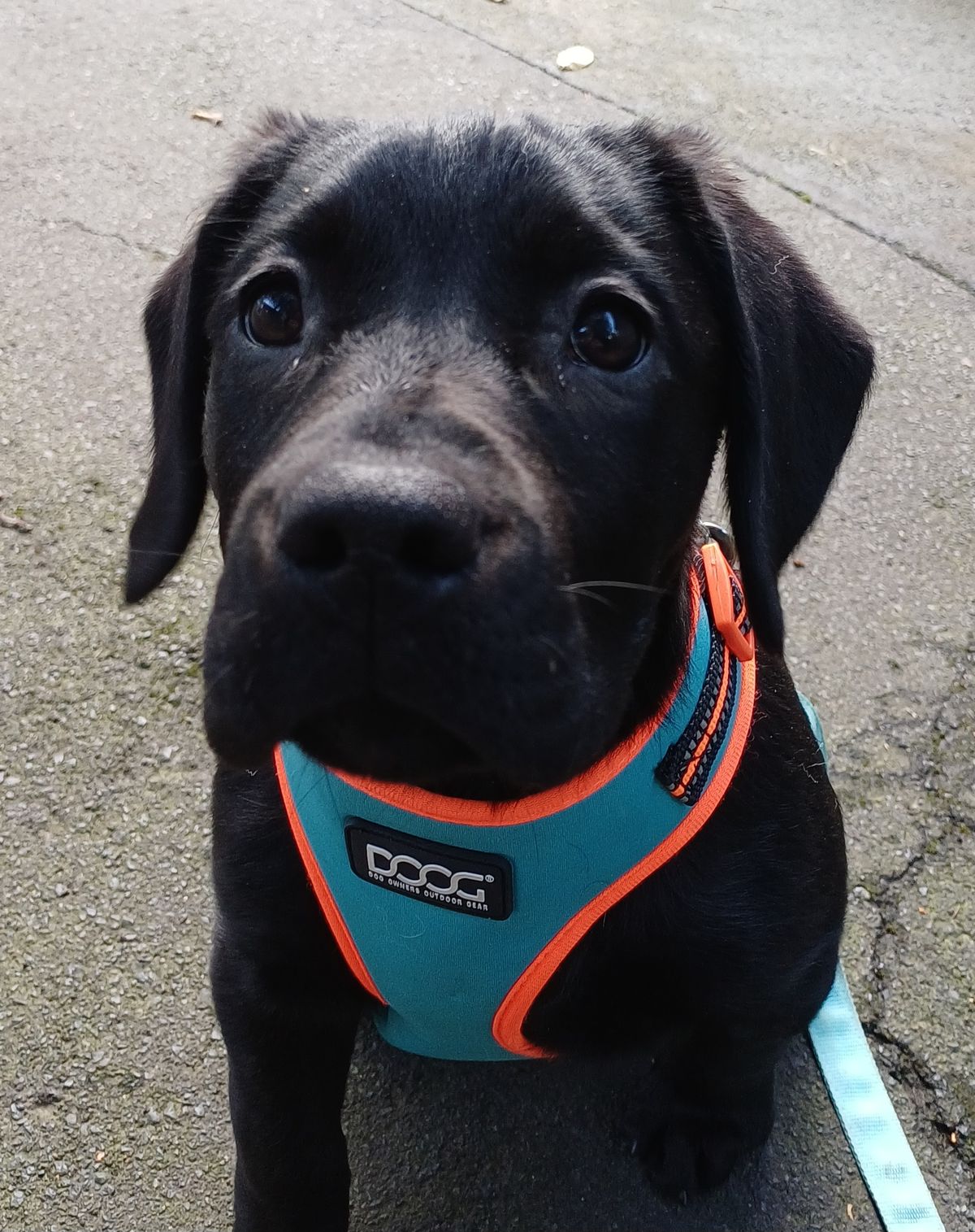 Gallery image: Buttercup