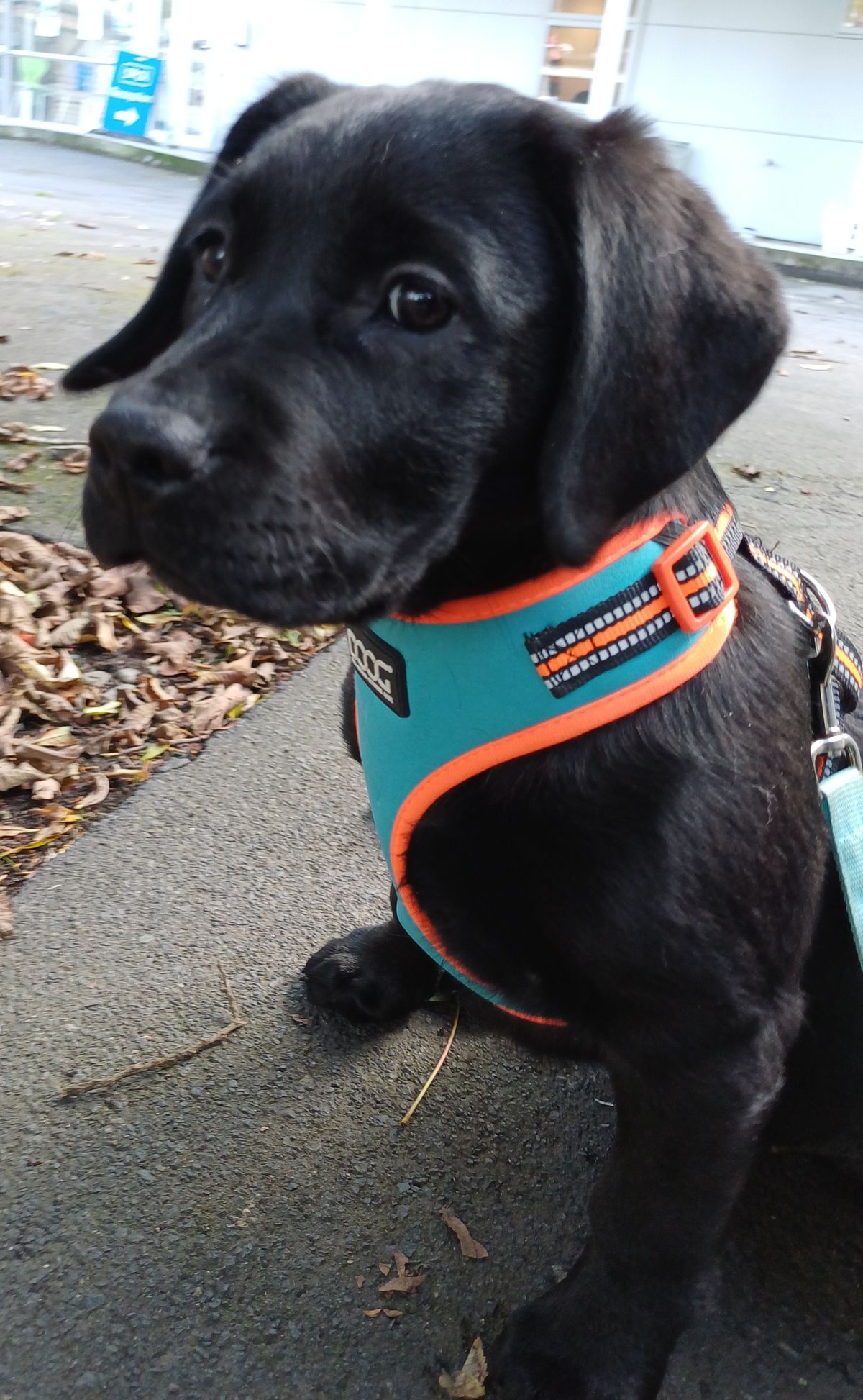 Gallery image: Buttercup