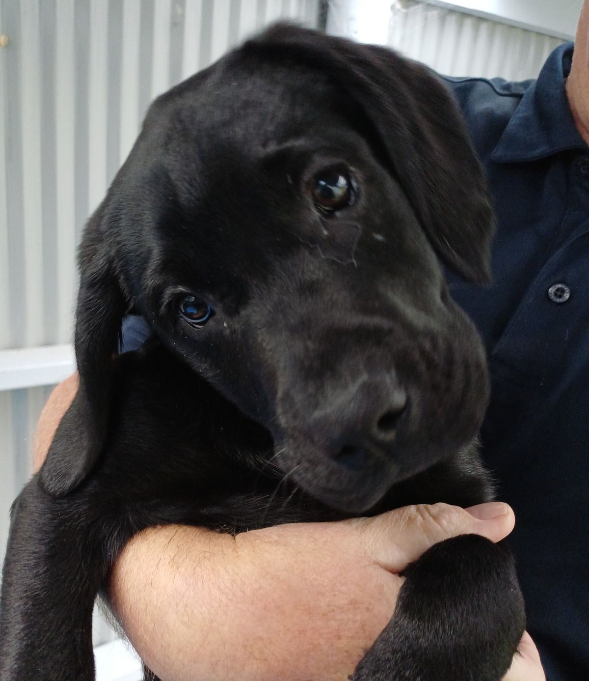 Gallery image: Blossom